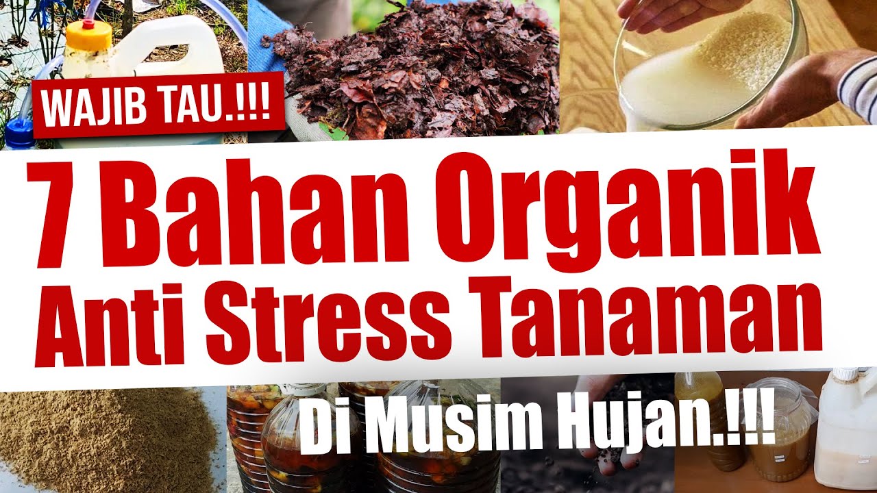 WAJIB TAU.❗❗❗7 BAHAN ORGANIK ANTI PENYAKIT & STRESS TANAMAN DI MUSIM HUJAN
