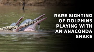 Rare sighting of dolphins playing with an anaconda snake