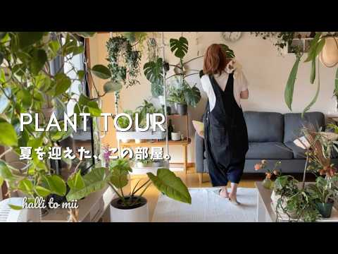 植物で閉塞感を解消？隔離生活中に試したい自然との触れ合い方