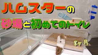 【ハムスター】ハムスターの砂場作りと初めてのトイレ設置で大興奮なみんた~毎回掃除が大変なのでトイレの設置をしてみた！~