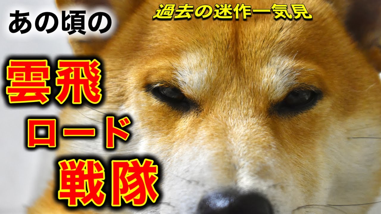 約１年前の柴犬こむぎとあるじのステップ【一気見】