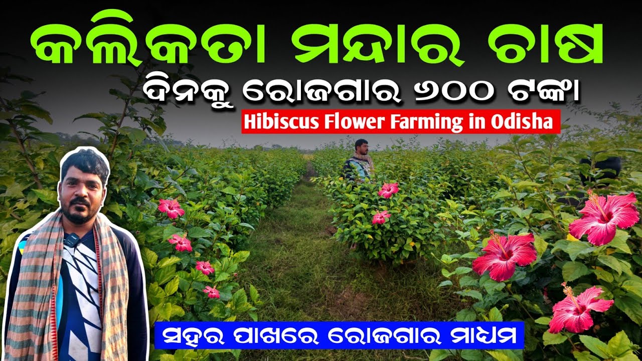 ମନ୍ଦାର ଫୁଲ ଚାଷ 🌺Mandar phula chasa odia||Krushak sathi odisha #hibiscusflowerfarming