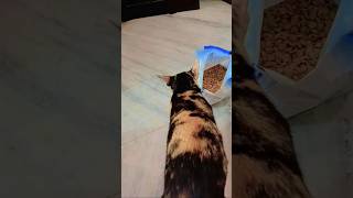 Kishmish #short #video #cutepets #cat #pets