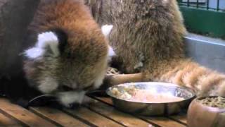 上品なレッサーパンダ~Elegant Red Panda