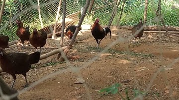 p1 (gia đình gà rừng) chống mái F1_f2 & trống rừng rặc chuẩn bị vào mùa sinh sản