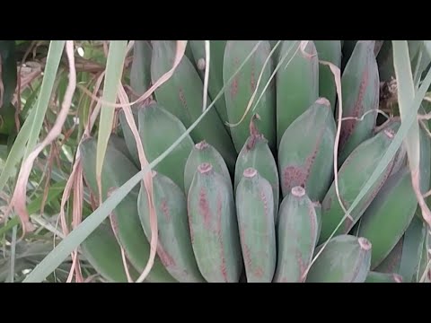 شجر الموز طرح