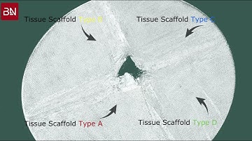 PCL Skin Scaffold 3D Rendering (Micro-CT)
