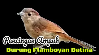 Download lagu pancingan ampuh burung flamboyan betina gacor 