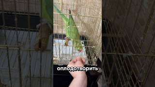 Шансов ноль🤯 #животные #chicken #shorts