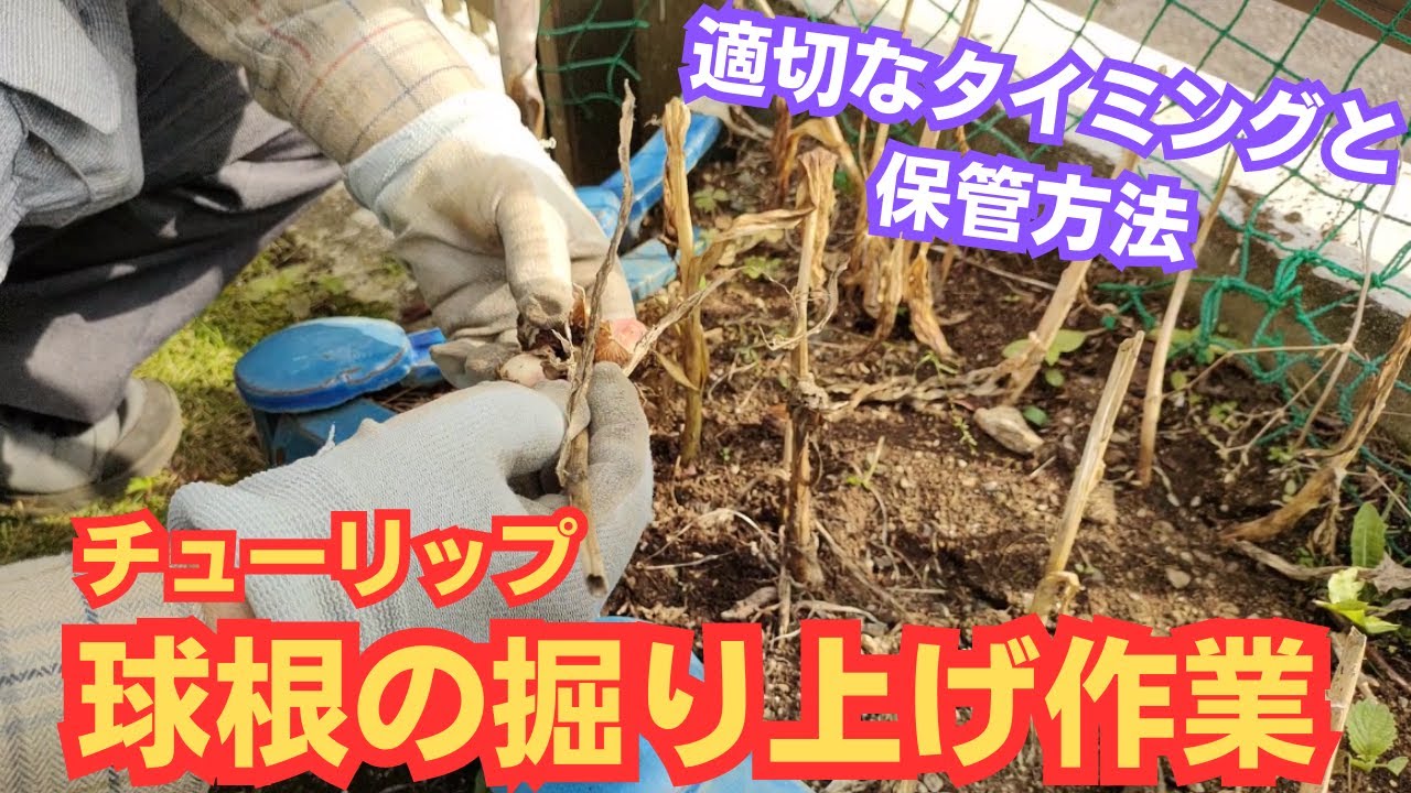 チューリップの球根の掘り上げ方法【タイミング】【三数性と四数性