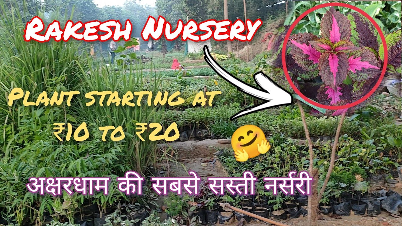 Best permanent cheapest plant nursery, Rakesh Nursery