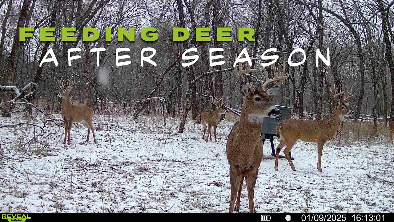 Feeding DEER in WINTER!