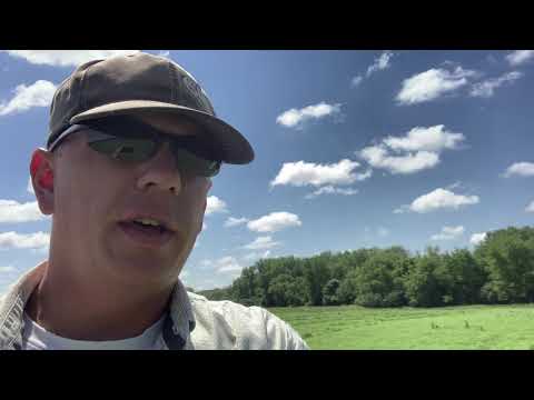 teff-grass
