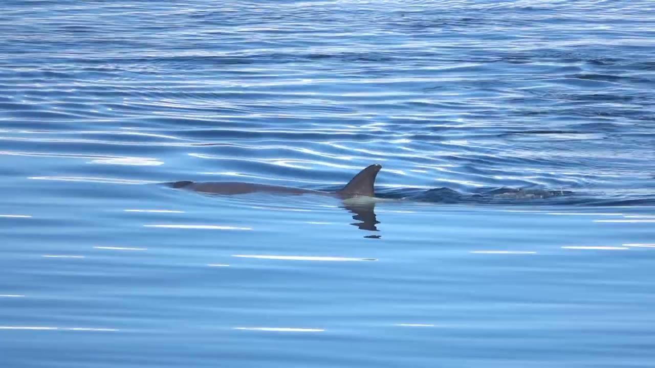 Orcas in Antarctica (11.20.25)