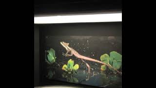 Old-Fashioned Motion Picture Device Depicts Basilisk Lizard Run Cycle! #lizard #reptiles #science