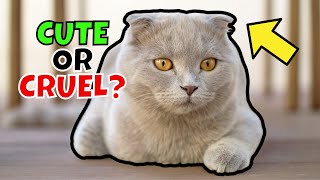 The Scottish Fold Controversy: Cute or CRUEL? by The Purring Journal 4,480 views 6 months ago 10 minutes, 34 seconds