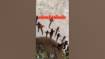 Câu cá thòi lòi #eating #vietnam #miềntây #reviewanngon #foodlover