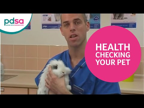 Health-Checking Your Pets | PDSA Vet Advice