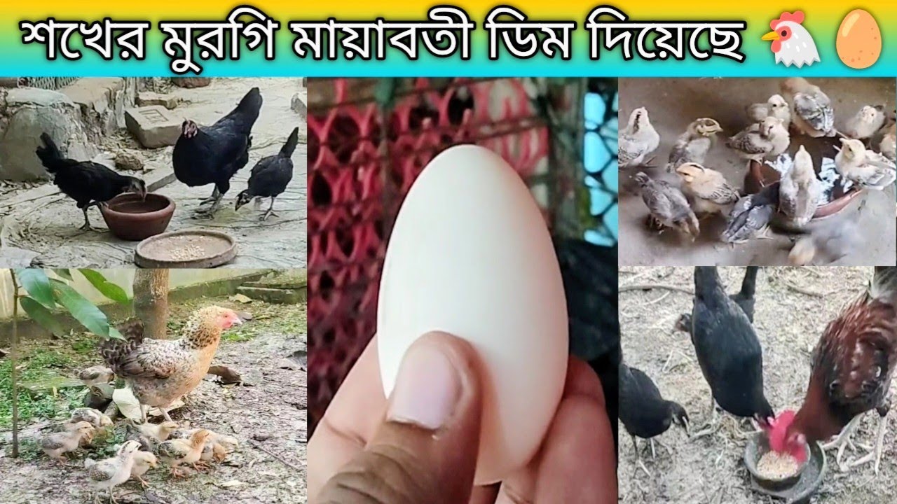 নতুন বাড়িতে আসার পর বাচ্চাগুলোকে ছেড়ে শখের মুরগি  মায়াবতি  প্রথম ডিম দিল 🥰