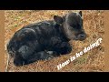 Calf Health Update: Overcoming Challenges Together