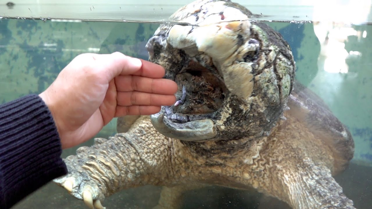 Alligator snapping turtle's appetite explodes - YouTube