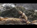 Sea Lions Cut Free from Garbage