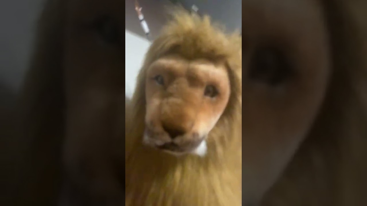 My lion aka my stuffed animal 🦁