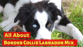 Is the Border Collie Lab Mix really the easiest dog to get along with?