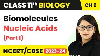 Biomolecules Class 11 Biology Nucleic Acids|Nucleic Acids Class 11 Biology|Class 11 Biology (Part 1) screenshot 3