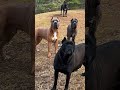 Cane Corso contre Berger Allemand