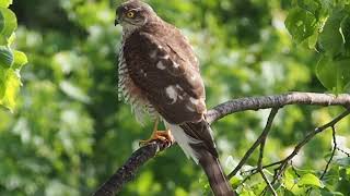 Sperber Teil 2 Eurasian Sparrowhawk
