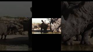 #TheJungleBook #2016Movies #Disney #Mowgli #Baloo