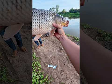 Vào hồ cắt móm #caođàitổng #fishing #caucathugian