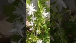 Jasmine flowers growing health&amp;wellness benefits,aromatherapy, antioxidant stress home garden must