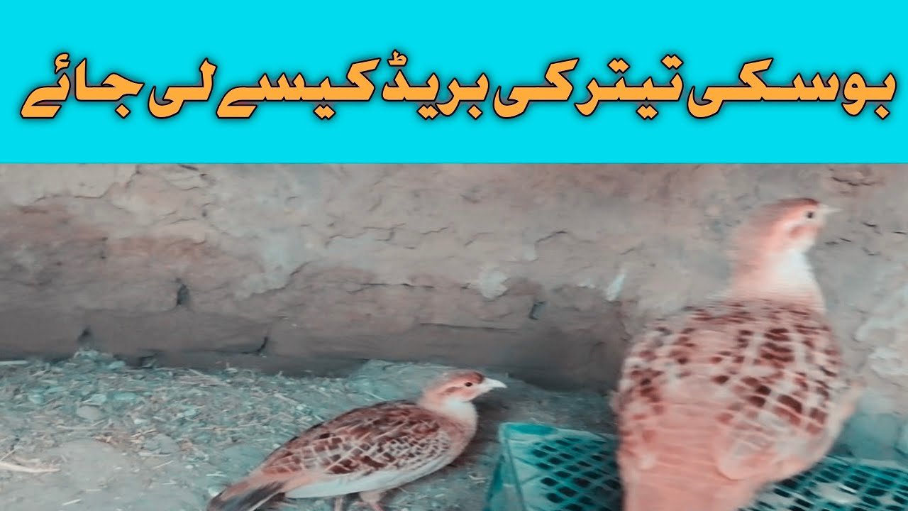 How To Make Boski Teetar bread 🤔 YouTube