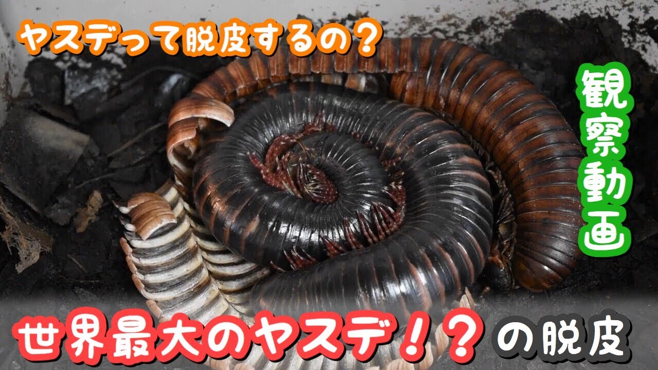 世界最大のヤスデが脱皮をしていたので観察してみた Youtube