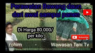 perawatan bawang daun mengatasi busuk batang . ulat dan bercak daun