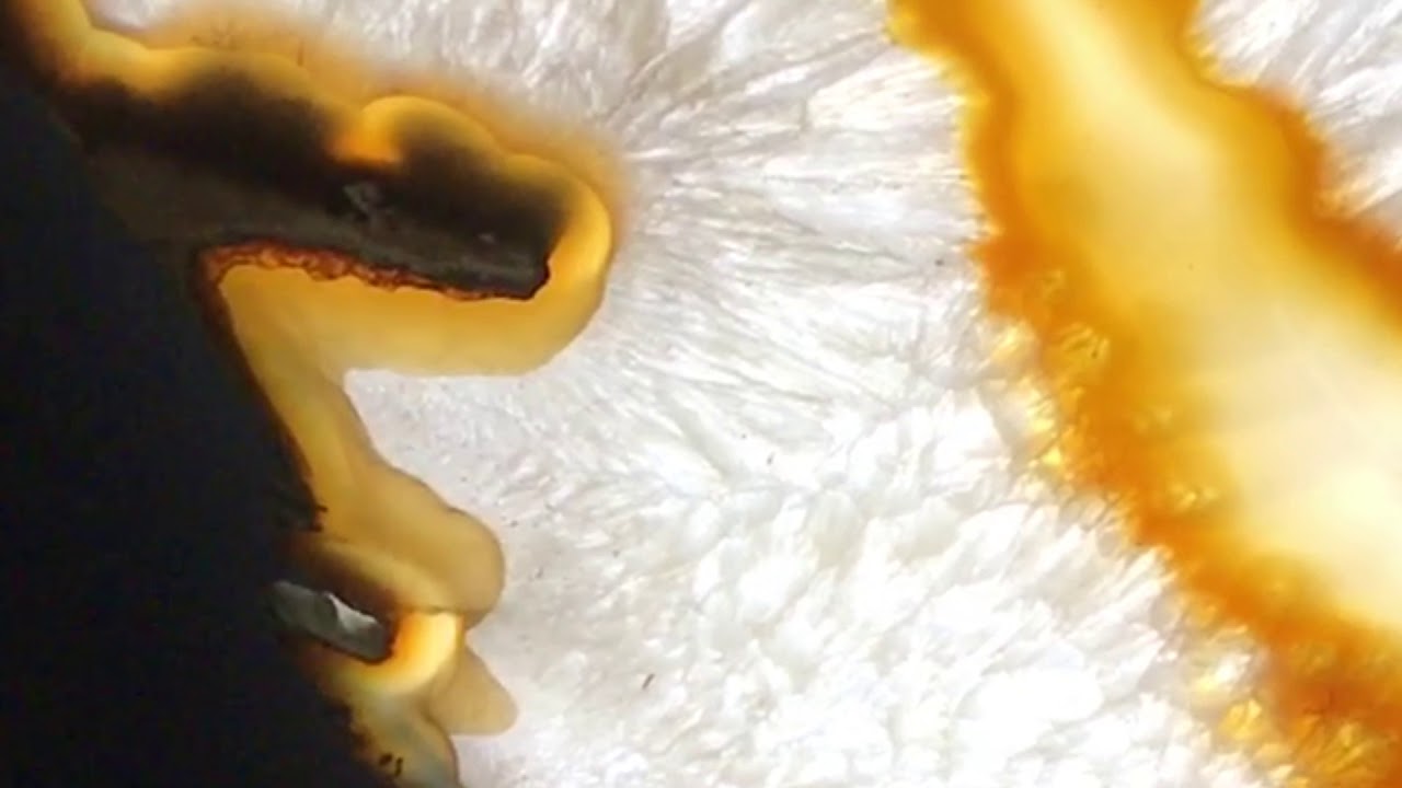 live free armory Agate (Carnegie museum of natural history)