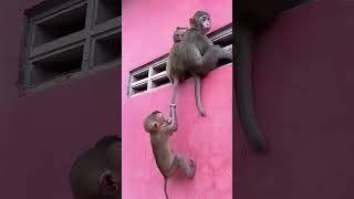 Mother monkey rescues🐒🔥 baby monkey after electric shock | AnimalMysterious#india #shortvideo