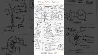 🧬Biology Diagrams for ICSE Class 10 | Check Description for Other Notes | WisePlex