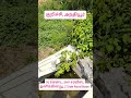 76 Cent for Sale in kuruchi. 96555 61355 #realestate #sale #agriculturalproperty #agriculture #farm