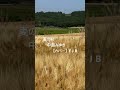 麦の唄 /中島みゆき 【カバー】 FJB #cover