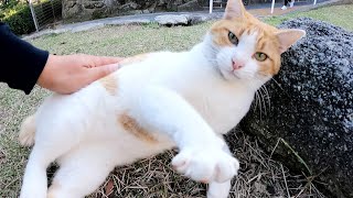 嫉妬深い茶シロ猫が他の猫を押し退けてグイグイ甘えてきた