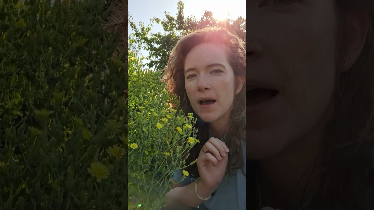 Flowering lettuce!? #botanyclass #gardening #plantbiology #scienceeducation #plantanatomy #education