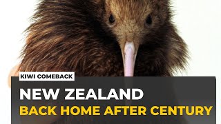 Kiwi in the capital: New Zealand's most treasured species returns