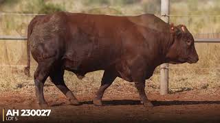 Boschoek Bonsmaras & Vriende Produksieveiling 17 Julie 2026, 11:00 Warmbad Veemark. Boschoek Bonsmaras & Vriende Produksieveiling 17 Julie 2026, 11:00 Warmbad Veemark.
