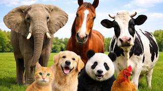 Cute Animal Sound Learn Wild and Farm Animals 🦒🐧🐱  Animal sound for kids