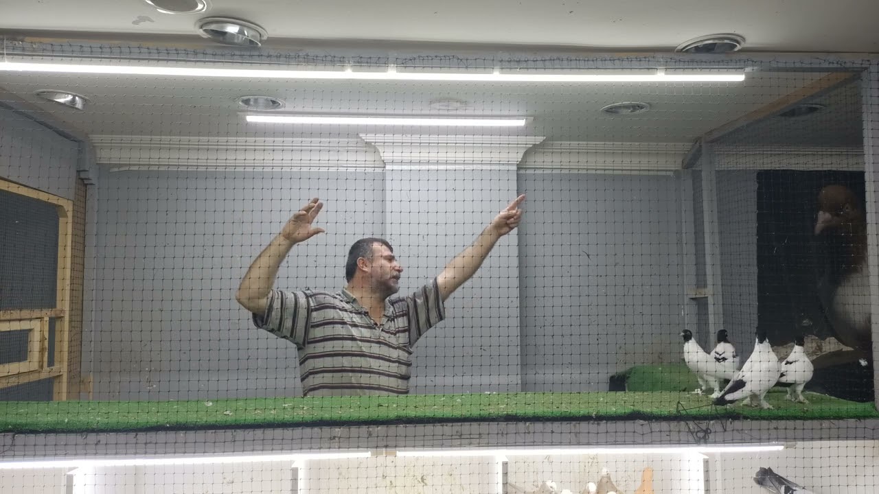 GÜVERCİN MEZATI PAŞALI SERKAN OTOGAR GÜVERCİN DERNEĞİ