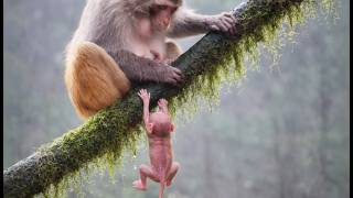 Just Born! Tiny Monkey’s First Cry Breaks Hearts 😭💔 | Leo Monkey