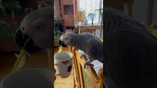 Заслужи доверие попугая. #parrot #birds #попугай